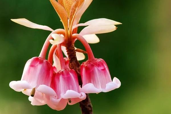 寶蓮燈花市場價格多少錢一盆 寶蓮燈好養嗎