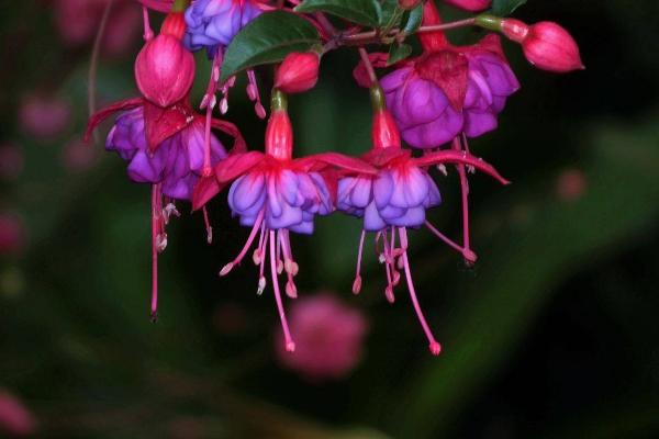 寶蓮燈花怎么養 寶蓮燈花養殖方法與注意事項
