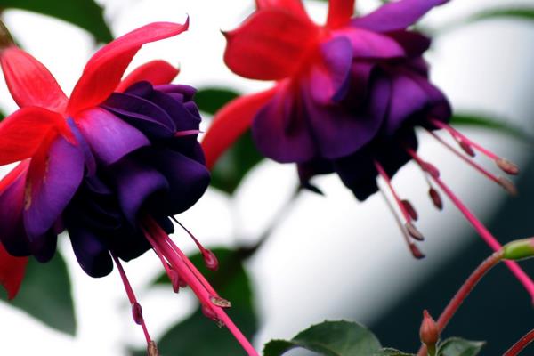 寶蓮燈花怎么澆水 寶蓮燈花葉子發黃怎么辦