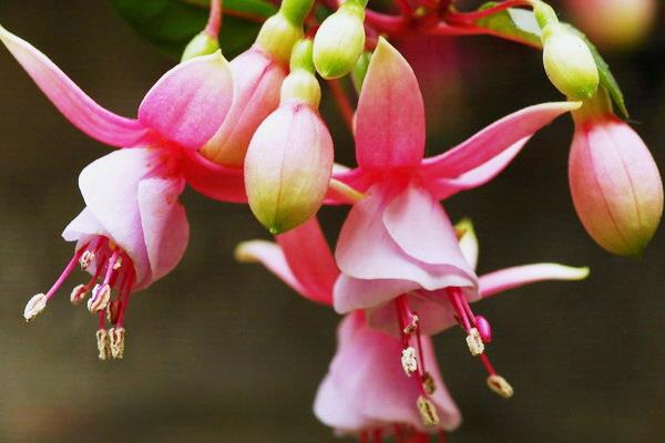 寶蓮燈花怎么澆水 寶蓮燈花葉子發黃怎么辦