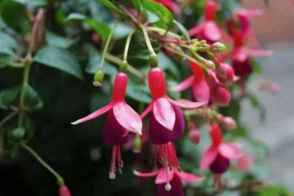 寶蓮燈花怎么澆水 寶蓮燈花葉子發黃怎么辦