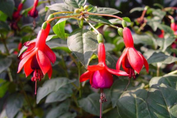 寶蓮燈花怎么澆水 寶蓮燈花葉子發黃怎么辦