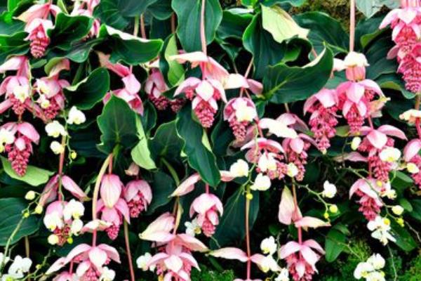 寶蓮燈花怎么澆水 寶蓮燈花葉子發黃怎么辦