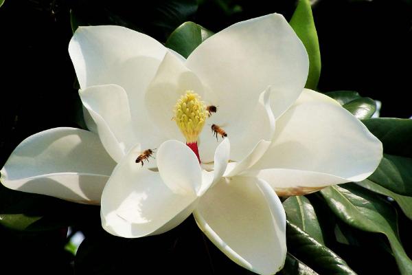 廣玉蘭市場價格多少錢一棵（10公分、15公分、20公分） 廣玉蘭怎么種植