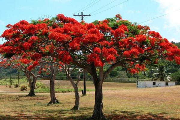 鳳凰木種子市場價格多少錢一斤  鳳凰木種子怎么種