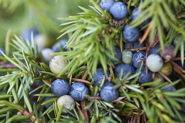 杜松和刺柏的區(qū)別是什么 杜松的養(yǎng)殖方法