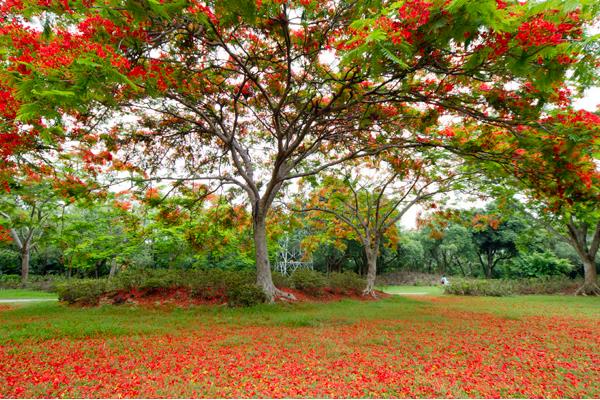 鳳凰木種子市場價格多少錢一斤 鳳凰木種子怎么種
