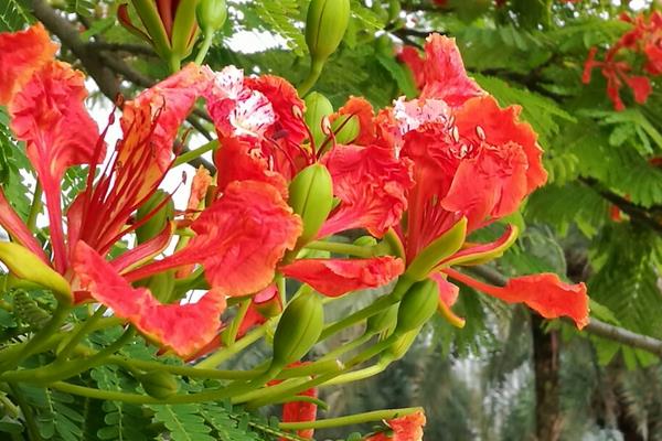 鳳凰木種子市場價格多少錢一斤 鳳凰木種子怎么種