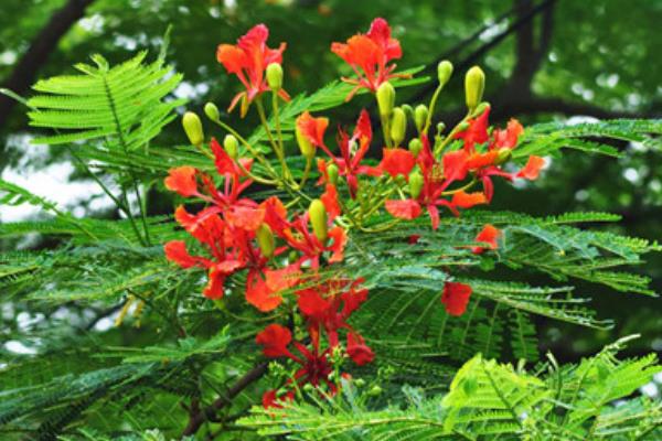 鳳凰木種子市場價格多少錢一斤 鳳凰木種子怎么種