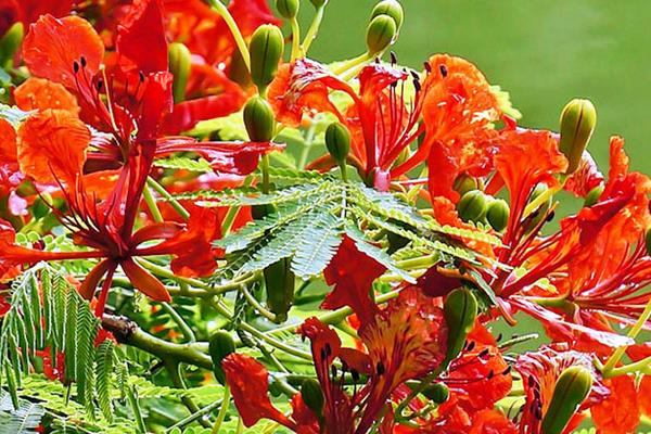 鳳凰木種子市場價格多少錢一斤 鳳凰木種子怎么種