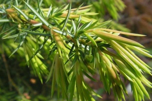 杜松和刺柏的區(qū)別是什么 杜松的養(yǎng)殖方法