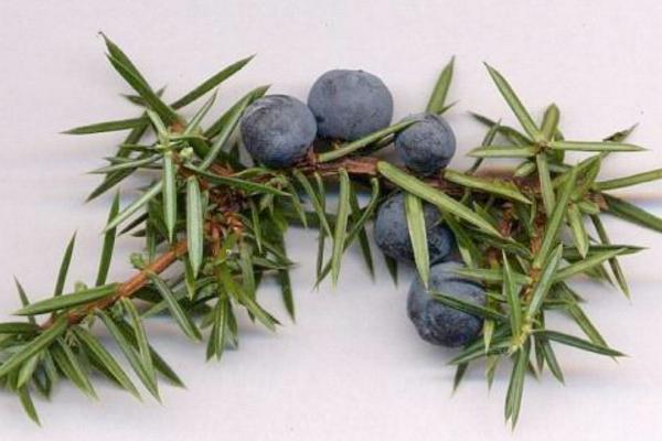 杜松和刺柏的區(qū)別是什么 杜松的養(yǎng)殖方法
