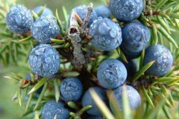 杜松和刺柏的區(qū)別是什么 杜松的養(yǎng)殖方法