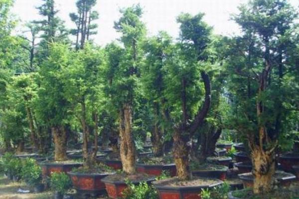 杜松和刺柏的區(qū)別是什么 杜松的養(yǎng)殖方法