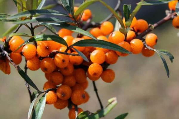 新疆沙棘果市場價格多少錢一斤 沙棘果怎么吃