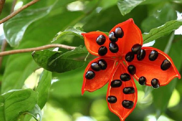 蘋婆果市場價格多少錢一斤 蘋婆果的營養價值