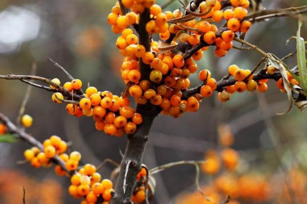 沙棘和火棘的區別是什么 沙棘果實的采摘方法
