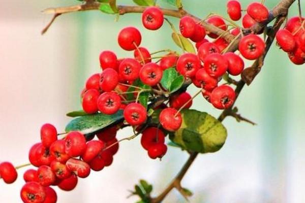 沙棘和火棘的區別是什么 沙棘果實的采摘方法