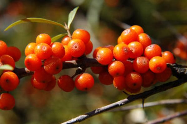 沙棘和火棘的區別是什么 沙棘果實的采摘方法