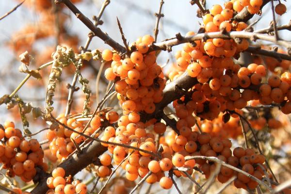 沙棘和火棘的區別是什么 沙棘果實的采摘方法