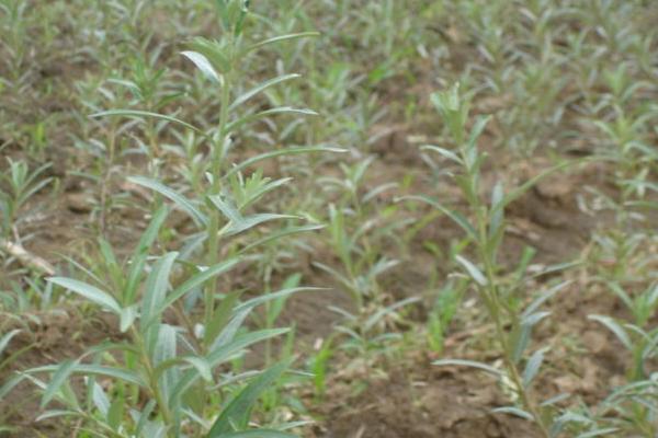 沙棘和火棘的區別是什么 沙棘果實的采摘方法