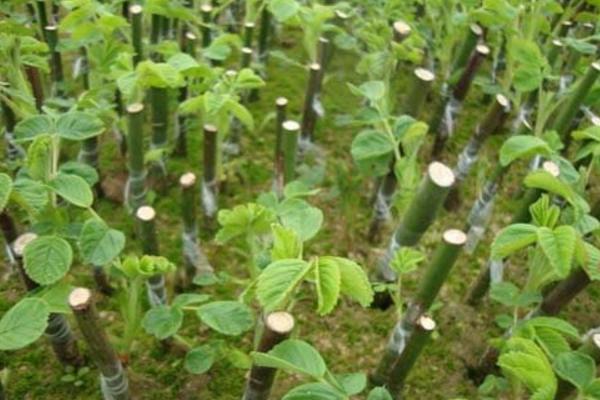 沙棘和火棘的區別是什么 沙棘果實的采摘方法