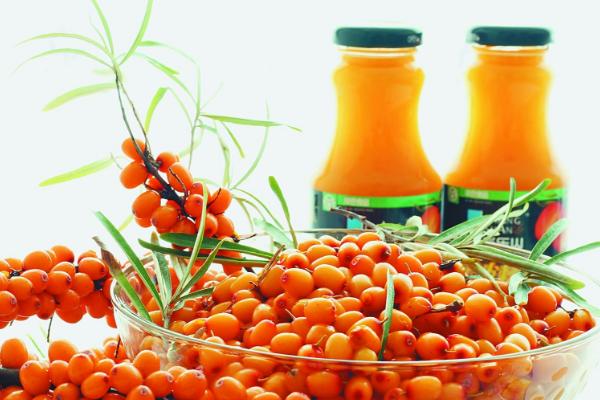 沙棘市場價格多少錢一斤 沙棘的功效與作用