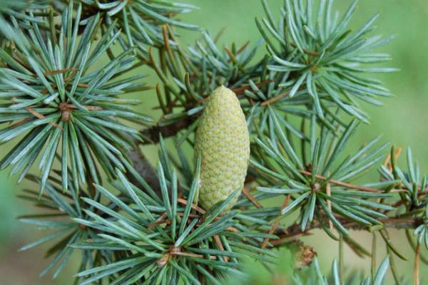 雪松怎么種 雪松種植方法與注意事項