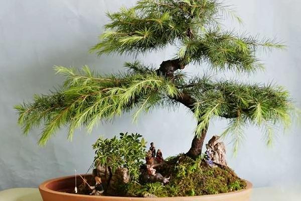 雪松怎么種 雪松種植方法與注意事項