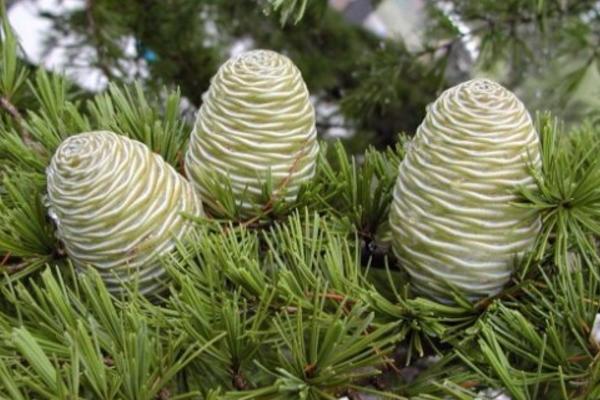 雪松怎么種 雪松種植方法與注意事項