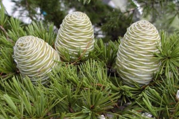 雪松市場價格多少錢一棵（1米、2米、3米、4米、5米、6米、7米等） 雪松種子怎么種