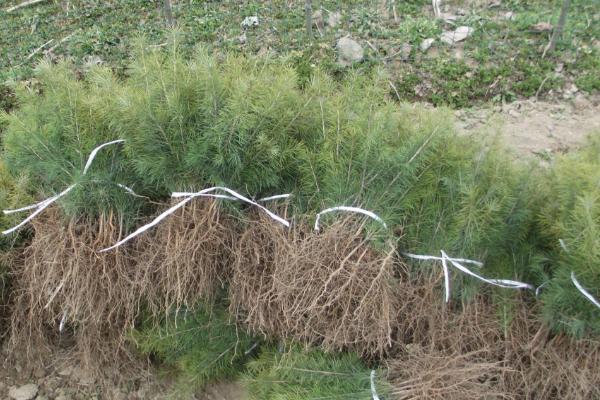 雪松市場價格多少錢一棵(1米、2米、3米、4米、5米、6米、7米等) 雪松種子怎么種