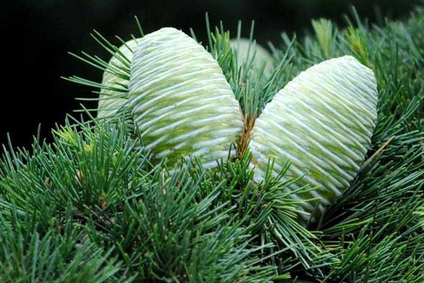 雪松市場價格多少錢一棵(1米、2米、3米、4米、5米、6米、7米等) 雪松種子怎么種