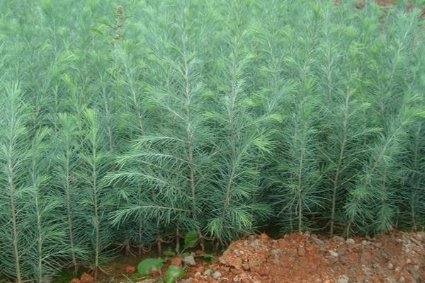 雪松市場價格多少錢一棵(1米、2米、3米、4米、5米、6米、7米等) 雪松種子怎么種