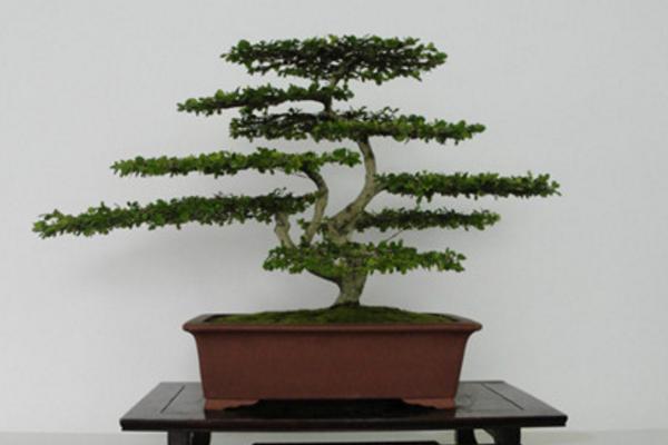 雪松市場價格多少錢一棵(1米、2米、3米、4米、5米、6米、7米等) 雪松種子怎么種