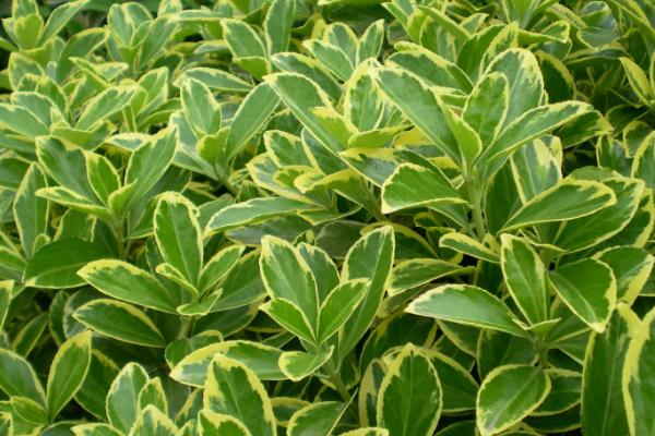 黃楊木市場價格多少錢一斤 黃楊的功效和作用