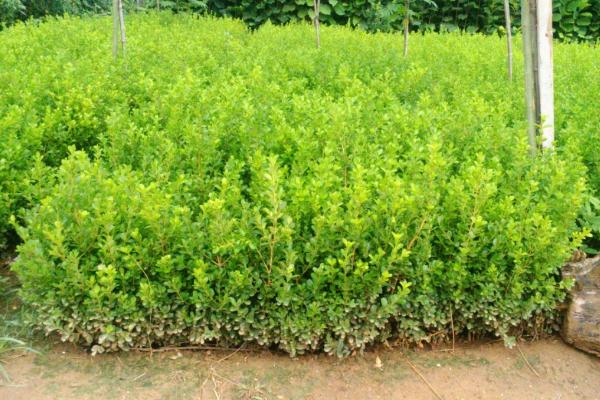 黃楊木市場價格多少錢一斤 黃楊的功效和作用