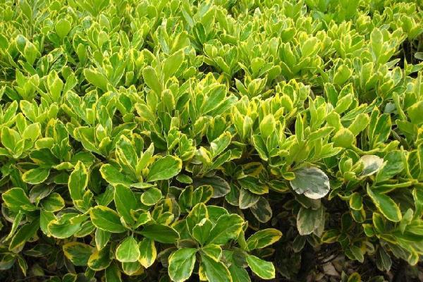 黃楊木市場價格多少錢一斤 黃楊的功效和作用