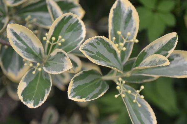 黃楊木市場價格多少錢一斤 黃楊的功效和作用