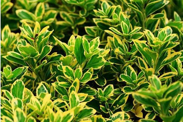 黃楊木市場價格多少錢一斤 黃楊的功效和作用