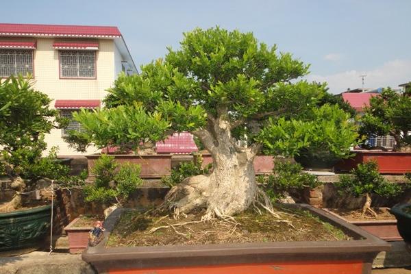 黃楊木市場價格多少錢一斤 黃楊的功效和作用