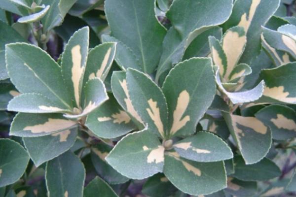 黃楊木市場價格多少錢一斤 黃楊的功效和作用