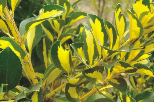 黃楊木市場價格多少錢一斤 黃楊的功效和作用