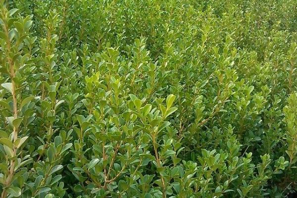 黃楊木市場價格多少錢一斤 黃楊的功效和作用