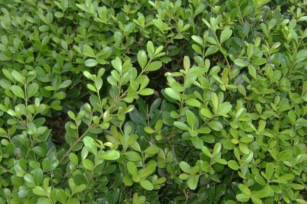 黃楊木市場價格多少錢一斤 黃楊的功效和作用