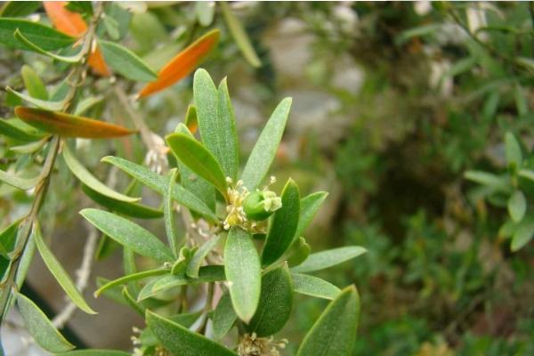 黃楊木市場價格多少錢一斤 黃楊的功效和作用