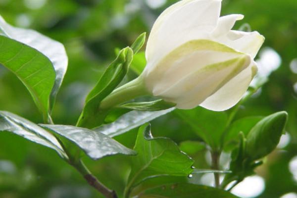 小葉梔子花怎么養(yǎng) 小葉梔子花養(yǎng)殖方法與注意事項(xiàng)