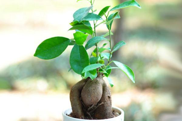 家庭養人參榕有什么好處 養人參榕對風水的作用
