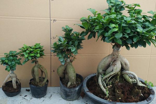 家庭養人參榕有什么好處 養人參榕對風水的作用