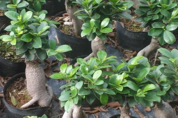 家庭養人參榕有什么好處 養人參榕對風水的作用